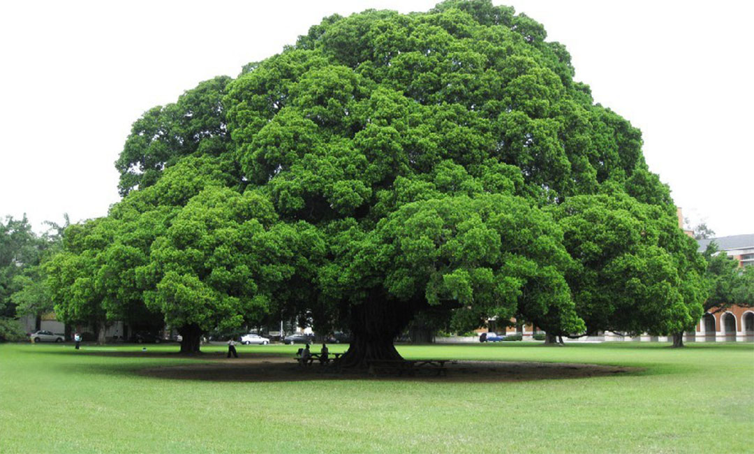 琼中金榕树服务号代运营案例